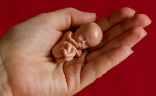 10 тижнів вагітності ембріон розмір